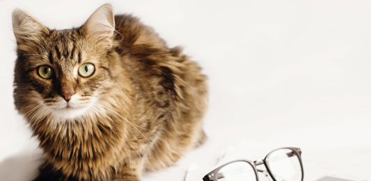 Gatto Ricco