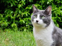 I gatti hanno nove vite