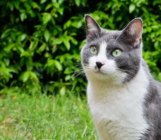 I gatti hanno nove vite: è vero o c’è solo un fondo di verità? I gatti hanno nove vite