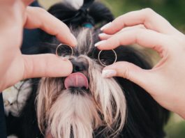 affidamento degli animali domestici