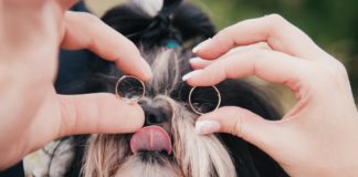 affidamento degli animali domestici