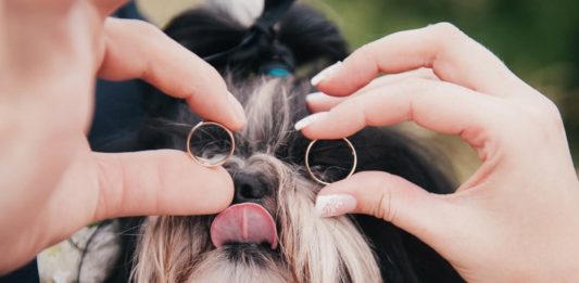 affidamento degli animali domestici