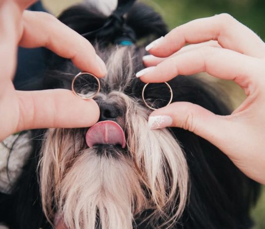 Affidamento degli animali domestici: chi li tiene dopo la separazione? affidamento degli animali domestici