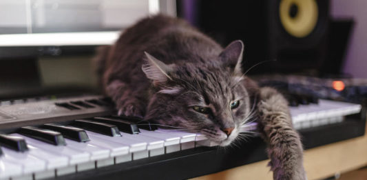 ai gatti piace la musica