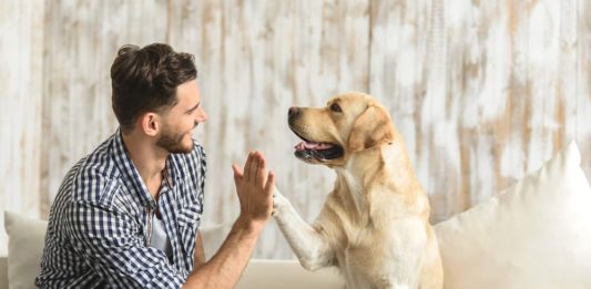 Animali domestici: quali animali sono stati addomesticati per primi? animali domestici
