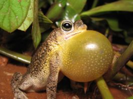 Gli animali gonfi e più gonfiati nel mondo. Perché lo fanno? animali gonfiati