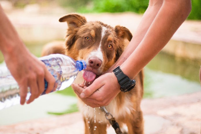 cane che beve cane che beve