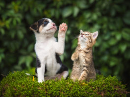 Nasce la Fondazione Capellino: in difesa di cani, gatti e biodiversità Spagna cane e gatto microchippature lav
