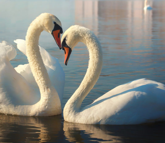 cigno