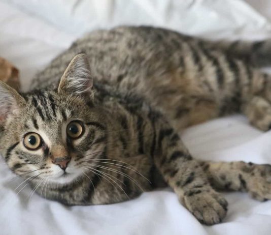 città dei gatti