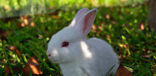 Coccidiosi del coniglio: cos’è, come prevenirla e come trattarla coccidiosi del coniglio