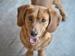 Comportamento del cane: perché non deve essere il leader in famiglia? comportamento del cane