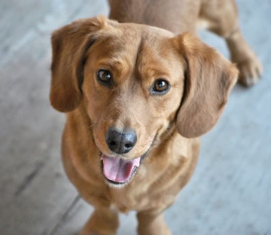 Comportamento del cane: perché non deve essere il leader in famiglia? comportamento del cane
