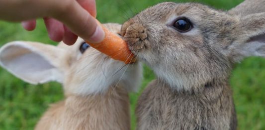 Il coniglio: un animale sempre più presente nelle famiglie italiane coniglio
