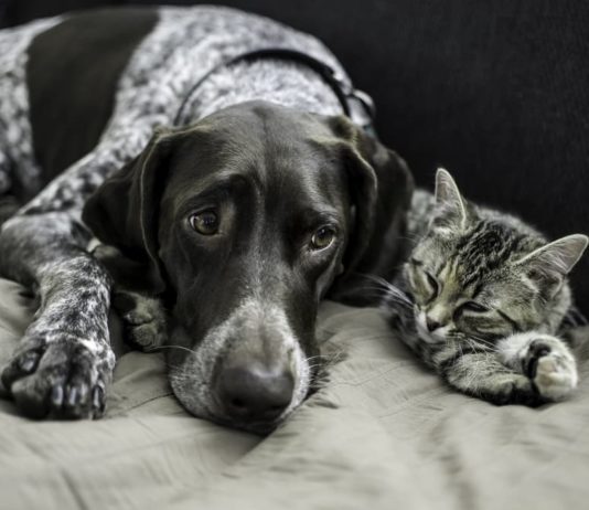 Segni di dolore nel cane e nel gatto – I^ parte dolore nel cane