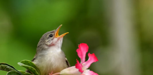 Tutte le femmine degli uccelli cantano? femmine degli uccelli
