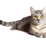 gatto – animali da compagnia