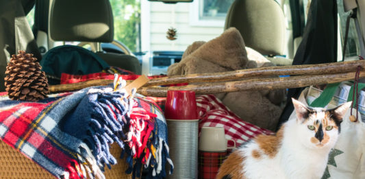 gatto campeggio