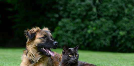 intossicazione da rodenticidi