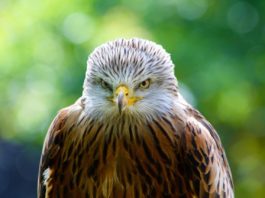 Nidi di uccelli: l’uso della plastica come decorazione nidi di uccelli