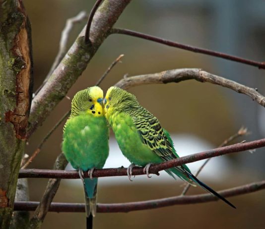 per i Pappagalli è meglio il cibo commerciale o casalingo