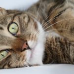 proprietario di gatto