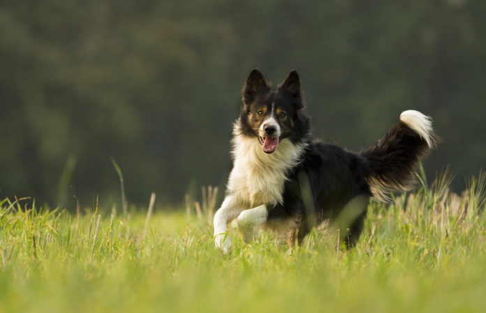 quante parole comprende un cane quante parole comprende un cane