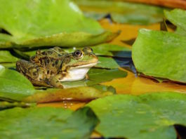 anfibi dal veterinario