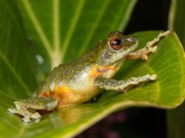 Corea, il fungo che uccide le rane e ha fatto strage di anfibi rane