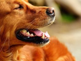 L’uso del collare elettrico per addestrare un cane è maltrattamento? uso del collare elettrico