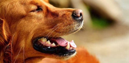 uso del collare elettrico