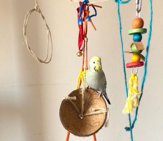 Volatile: conoscere il mondo tramite le ali e il becco! volatile