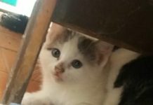 Gatto da adottare Umbria 2