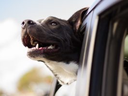 Viaggiare con il cane