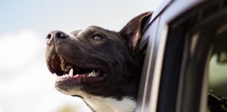 Viaggiare con il cane