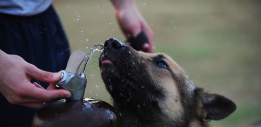 acqua e organismo