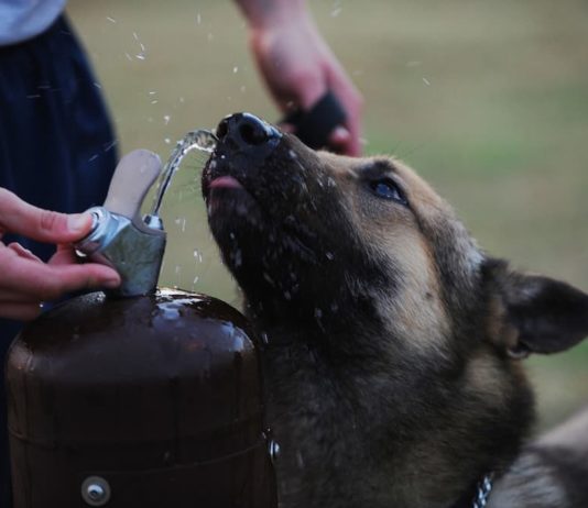 Acqua e organismo: la sua funzione come strumento di protezione acqua e organismo