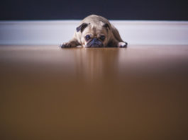 allontanamento degli animali