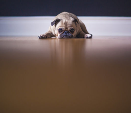 Allontanamento degli animali dai proprietari: quali situazioni lo consentono? allontanamento degli animali