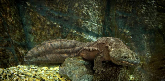 anfibio più grande del mondo