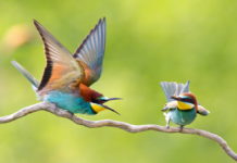 biodiversità