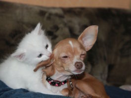 Segni di dolore nel cane e nel gatto – II^ parte dolore animale