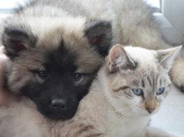 cane gatto cuccioli dalla a alla zampa