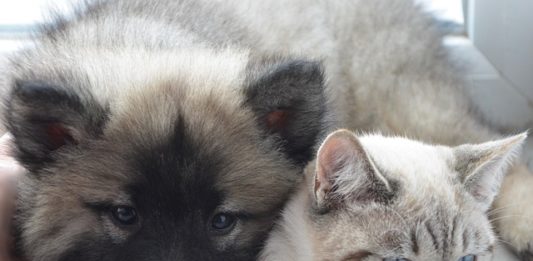 cane gatto cuccioli dalla a alla zampa