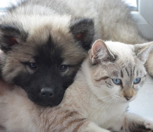 L’intelligenza nel cane e nel gatto cane gatto cuccioli dalla a alla zampa