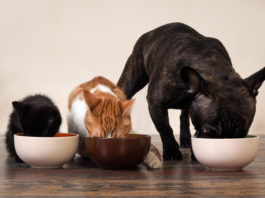 come scegliere cibo per cani e gatti
