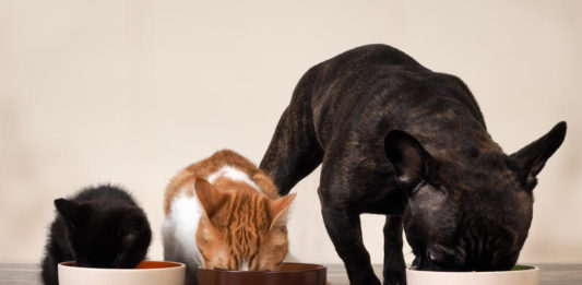come scegliere cibo per cani e gatti