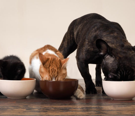 come scegliere cibo per cani e gatti