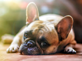 dermatite atopica del cane