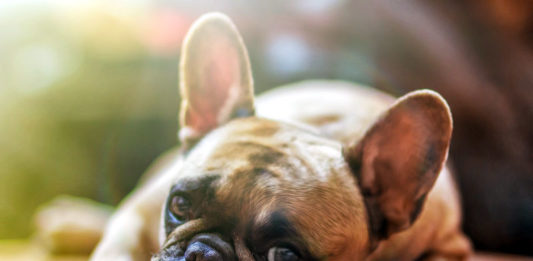 dermatite atopica del cane
